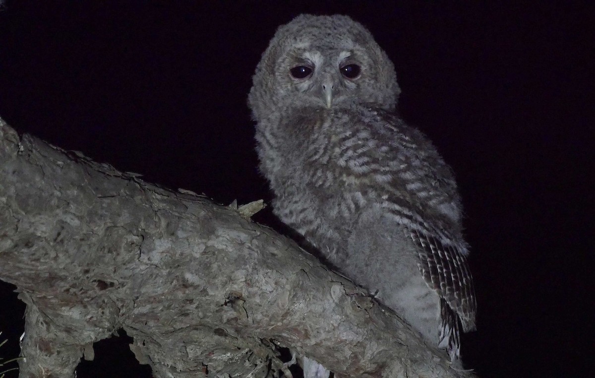 Tawny Owl - ML205046941