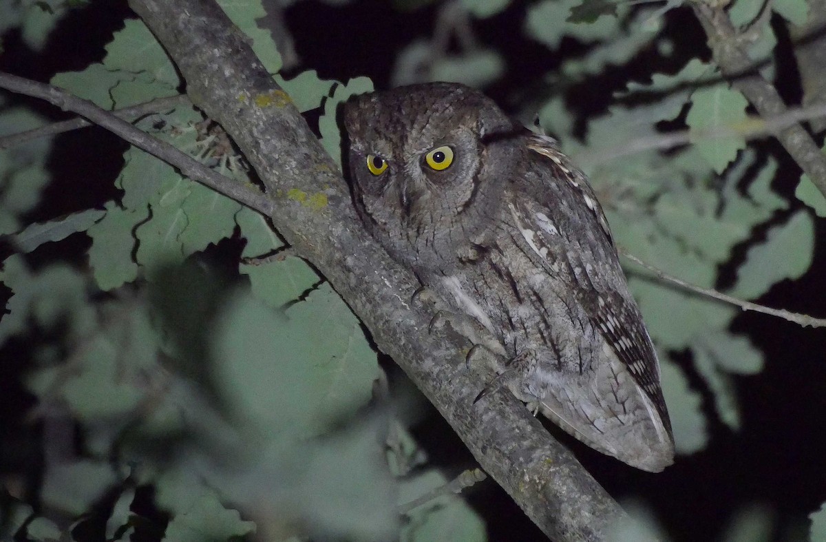 Eurasian Scops-Owl - Josep del Hoyo