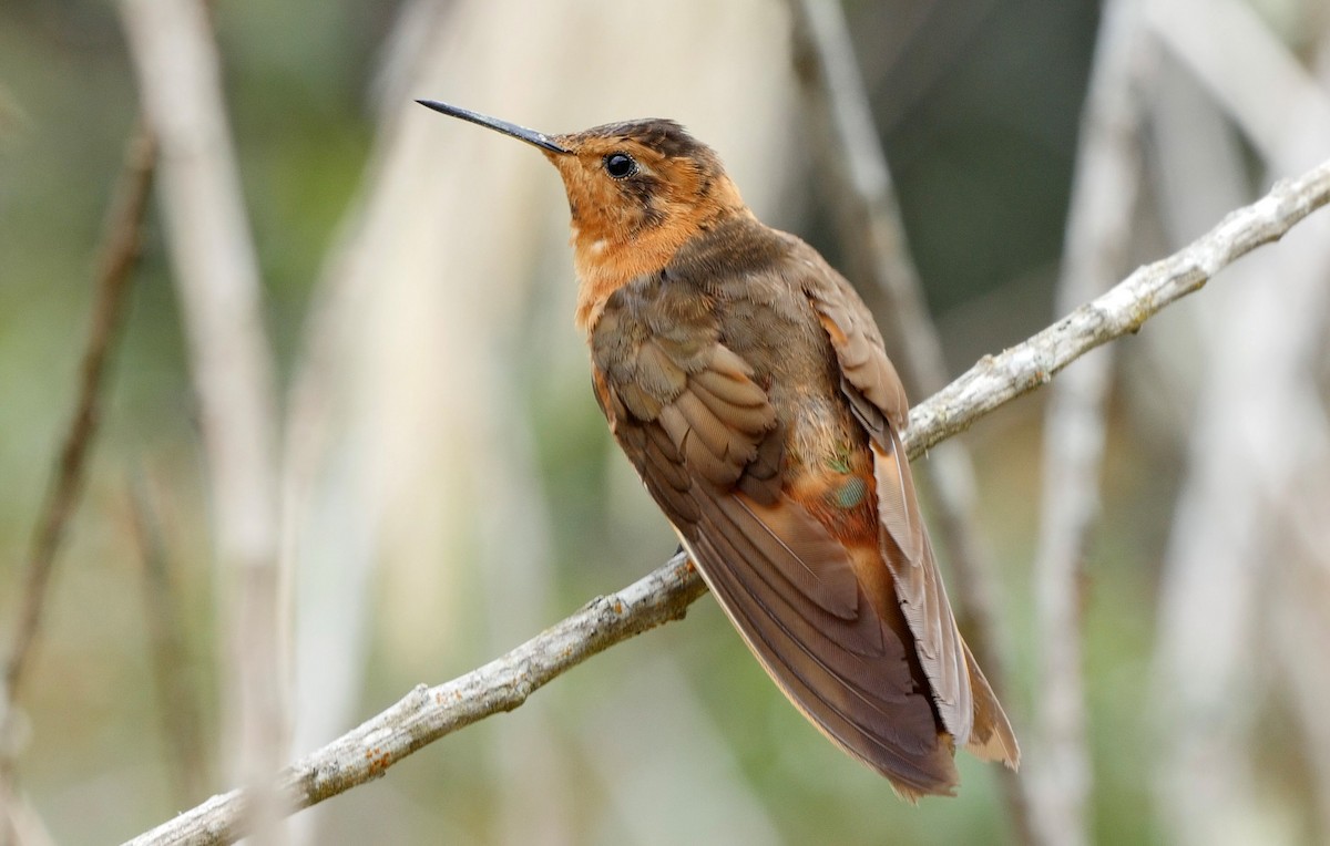 kolibřík duhovohřbetý - ML205047261