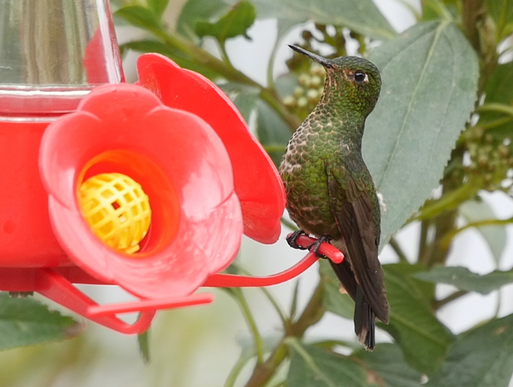 Viridian Metaltail (Viridian) - eBird