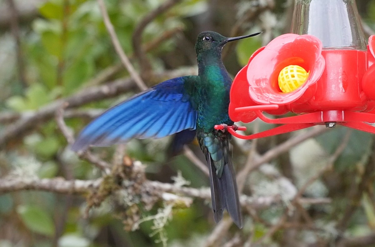 kolibřík modrokřídlý - ML205047351