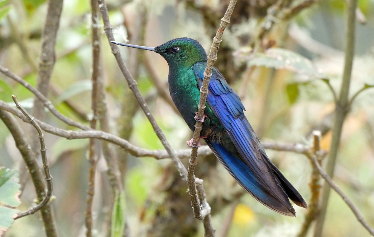 kolibřík modrokřídlý - ML205047361