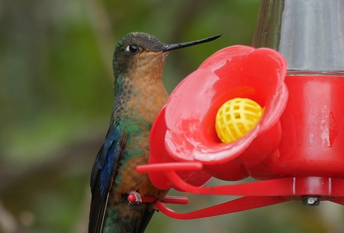 kolibřík modrokřídlý - ML205047371