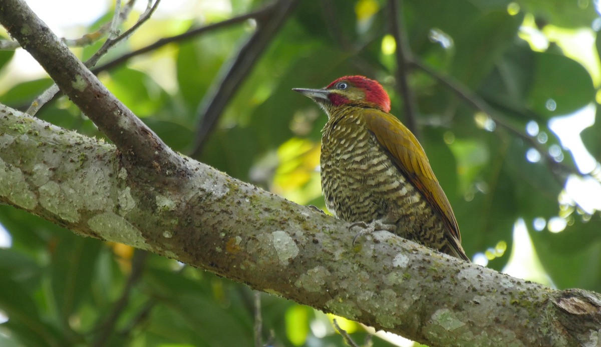 Stripe-cheeked Woodpecker - Josep del Hoyo