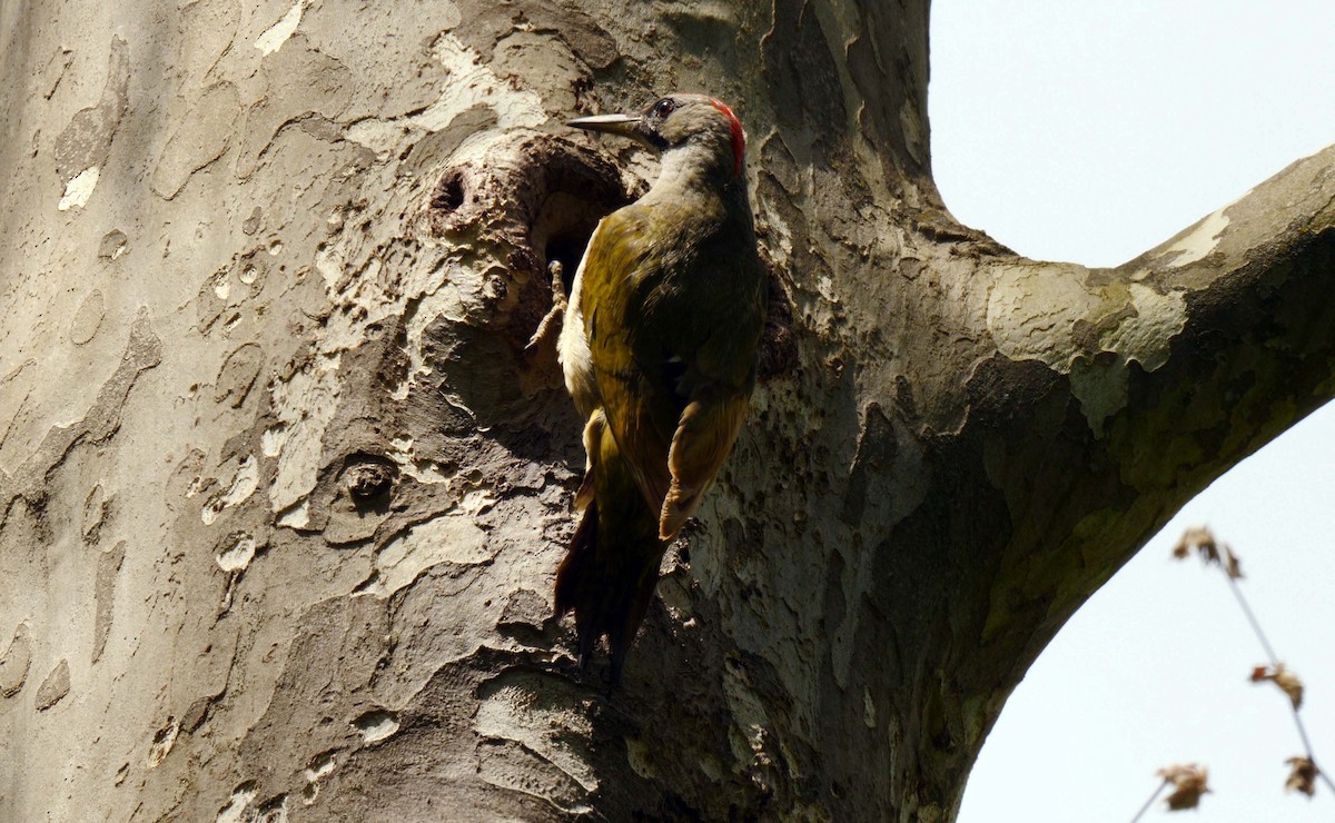 Iberian Green Woodpecker - Josep del Hoyo