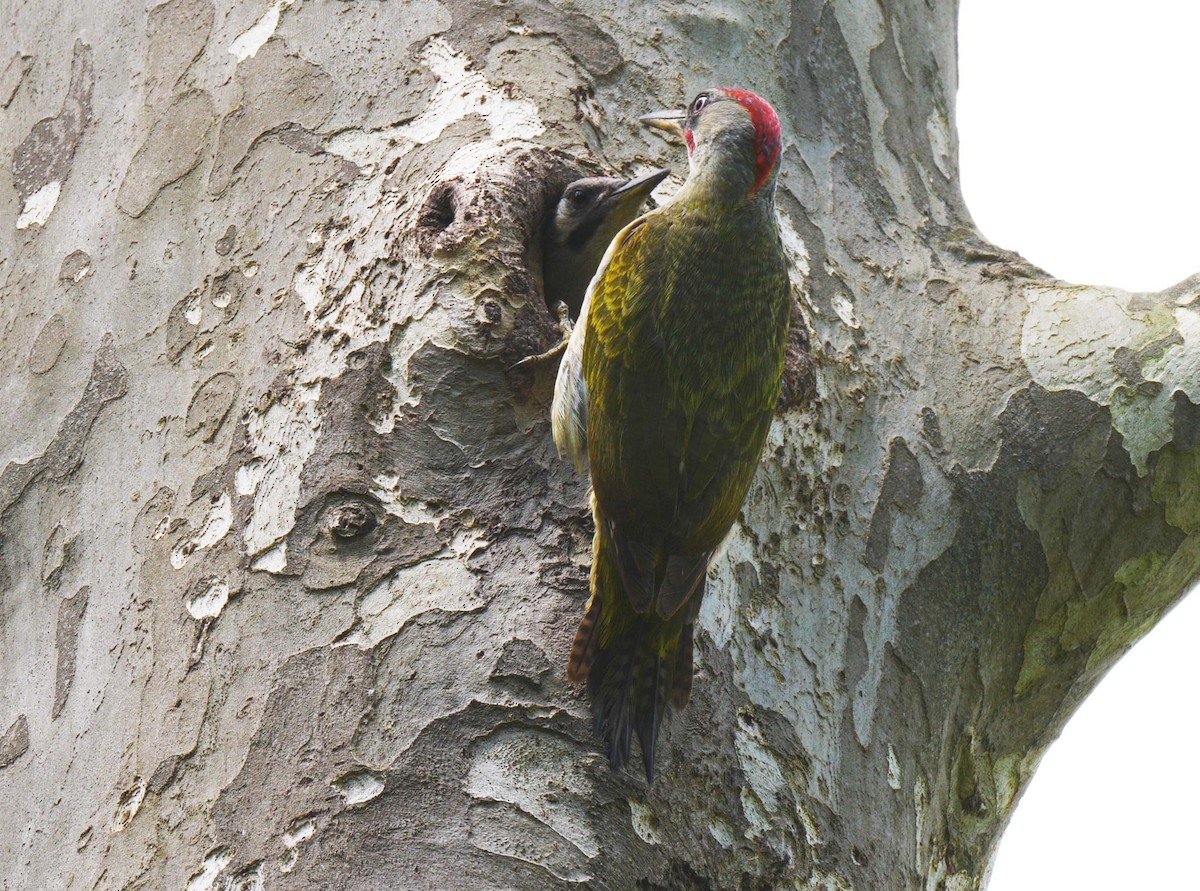 Iberian Green Woodpecker - ML205047601