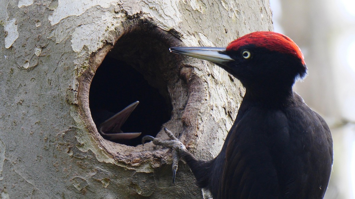 Black Woodpecker - Josep del Hoyo