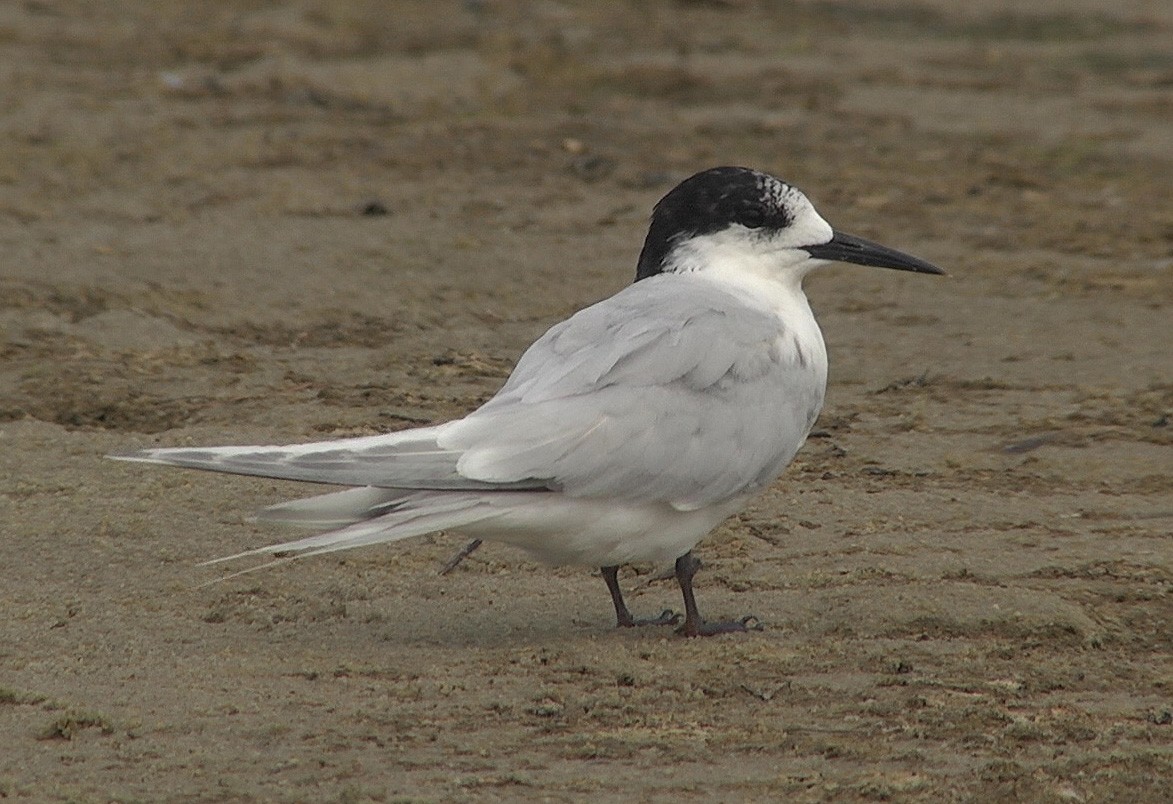 White-fronted Tern - ML205047821