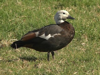 Paradise Shelduck, ML205047841