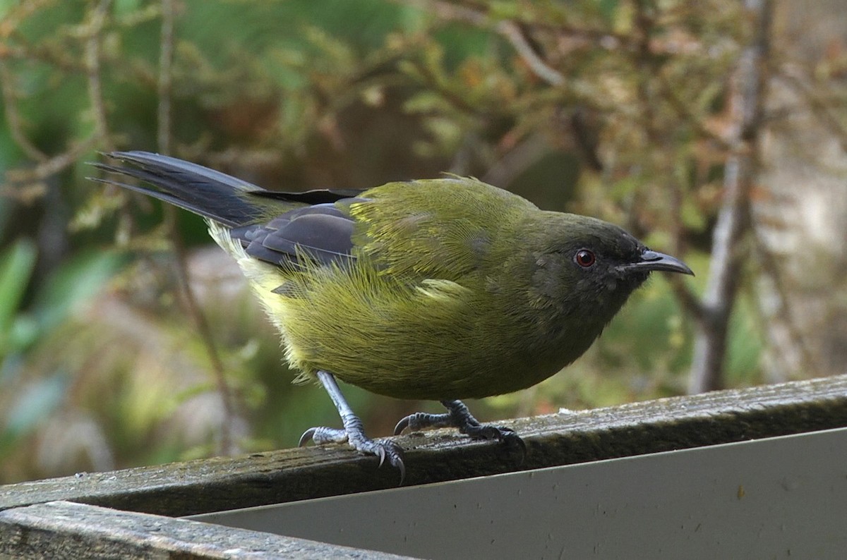 New Zealand Bellbird - ML205047871