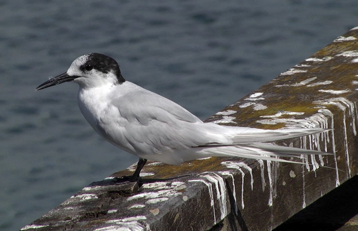 White-fronted Tern - ML205048031
