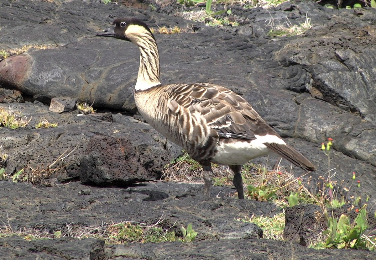 Hawaiian Goose - Josep del Hoyo