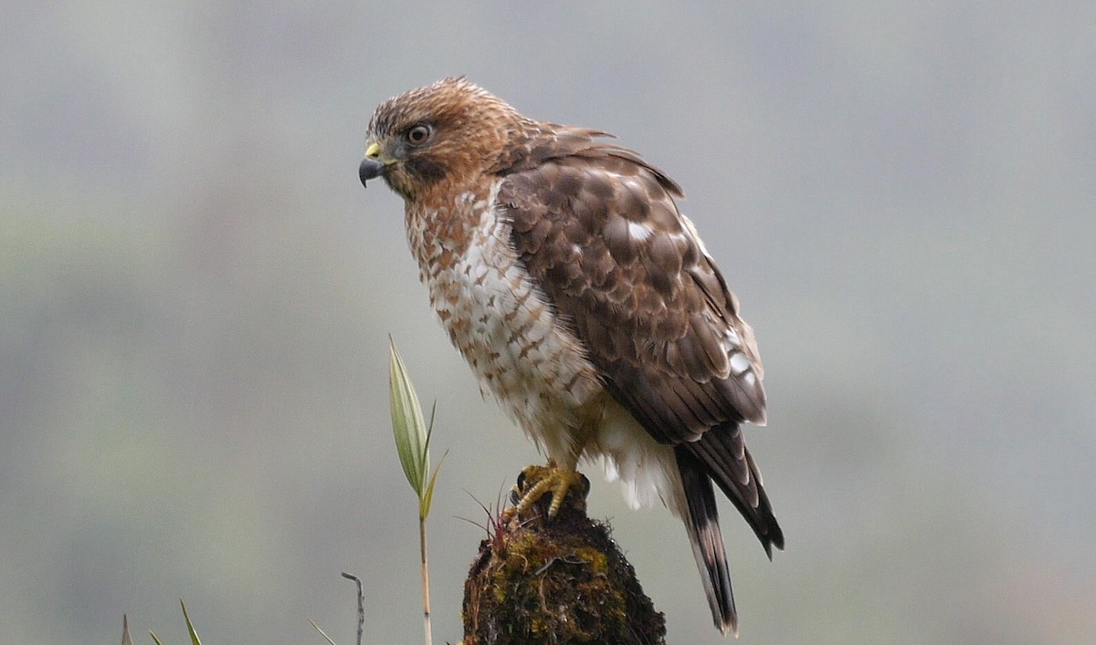 Broad-winged Hawk (Northern) - ML205048311