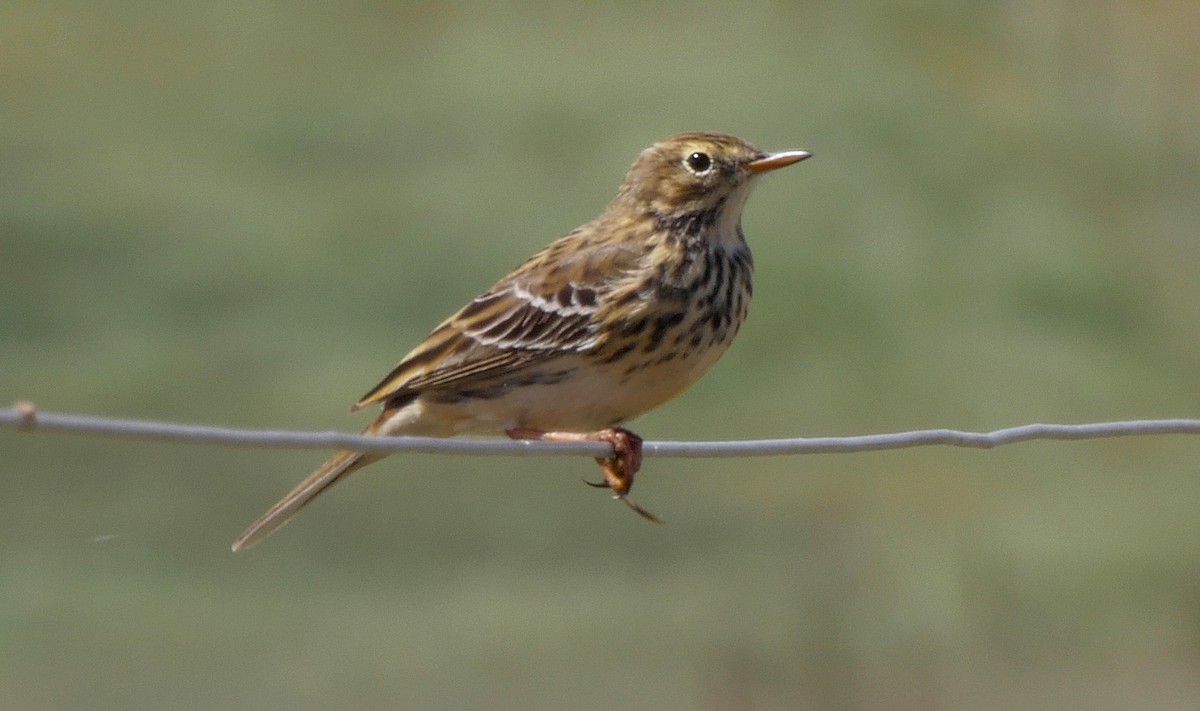 Meadow Pipit - ML205049051