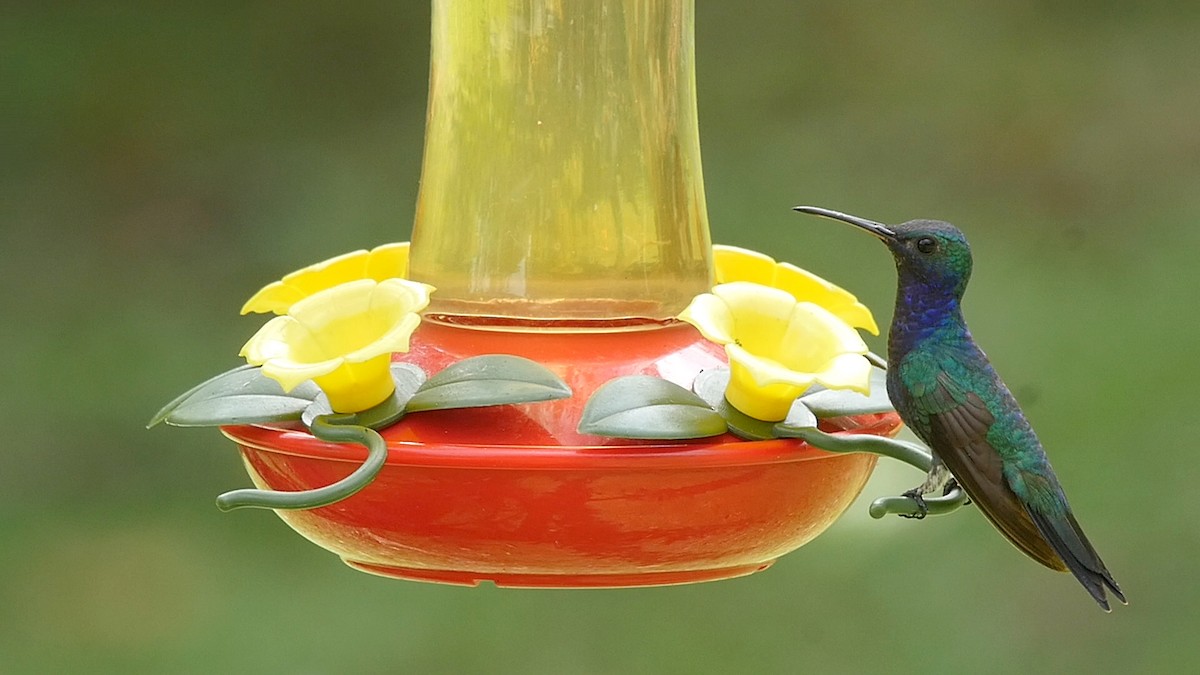 kolibřík safírovohrdlý - ML205049081