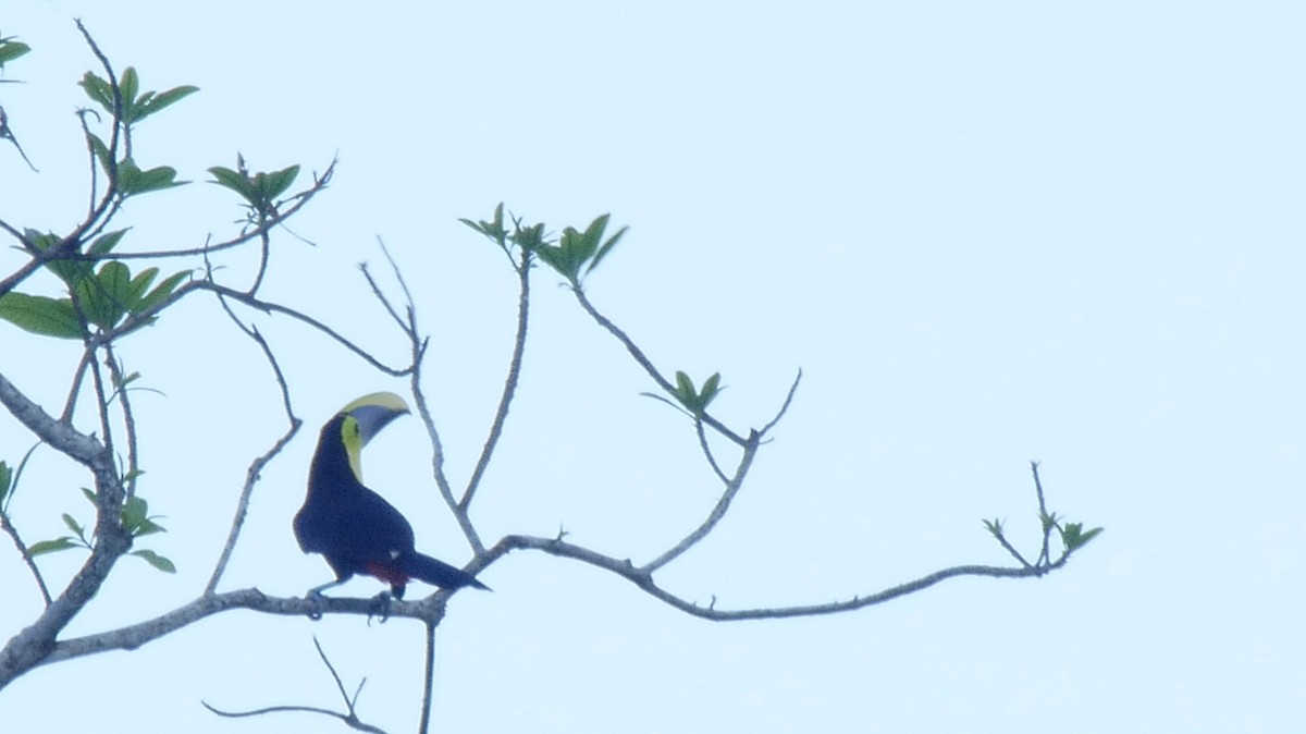 Yellow-throated Toucan (Chestnut-mandibled) - ML205049201