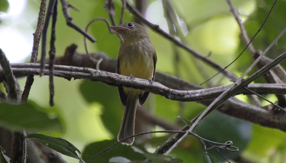 Western Olivaceous Flatbill - ML205049231