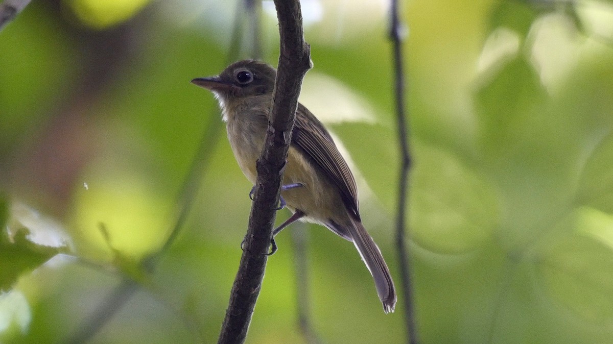 Western Olivaceous Flatbill - ML205049241
