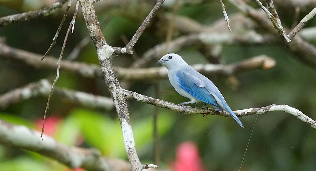 Blue-gray Tanager (Blue-gray) - ML205049251