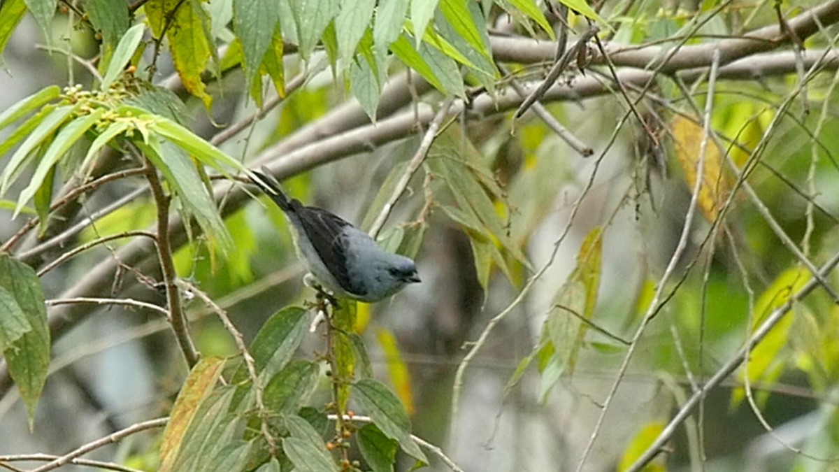 Plain-colored Tanager - ML205049261