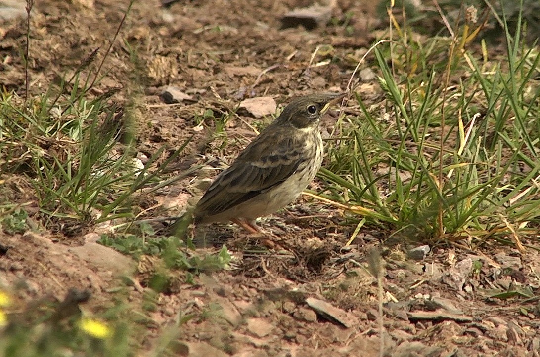 Water Pipit (Western) - ML205049471