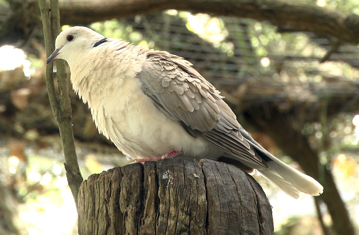 African Collared-Dove - ML205049491