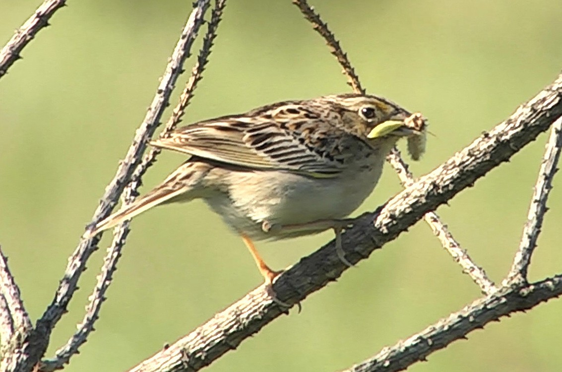 Grasshopper Sparrow - ML205049501