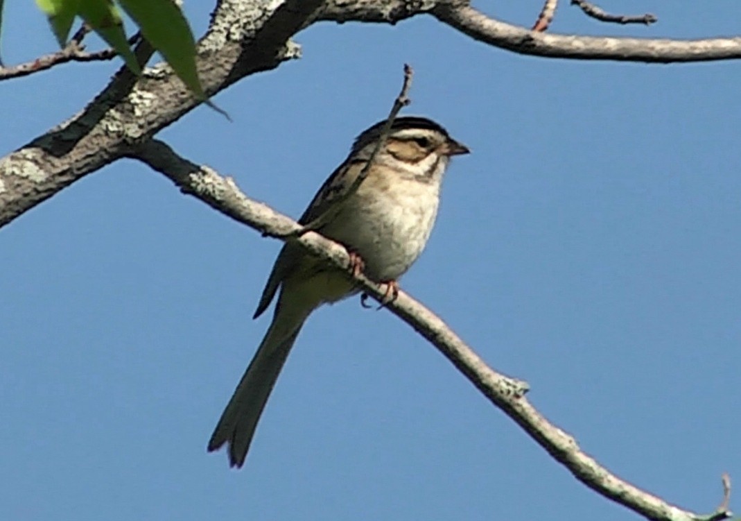Clay-colored Sparrow - ML205049511
