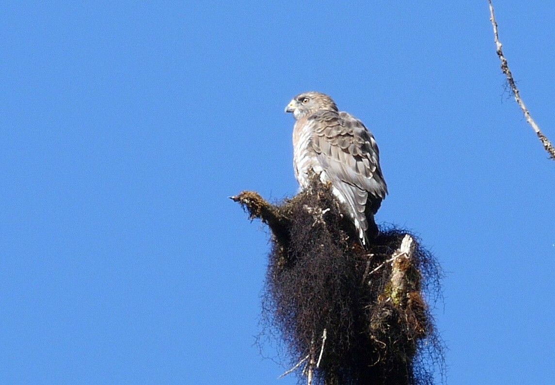 Broad-winged Hawk (Northern) - ML205049861