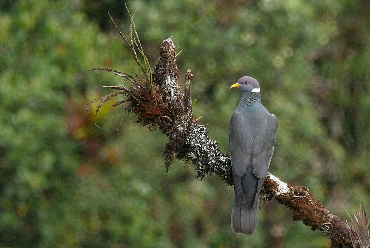 Pigeon à queue barrée (groupe albilinea) - ML205049881