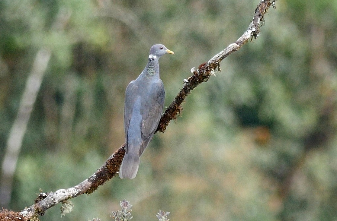 Band-tailed Pigeon (White-necked) - ML205049891
