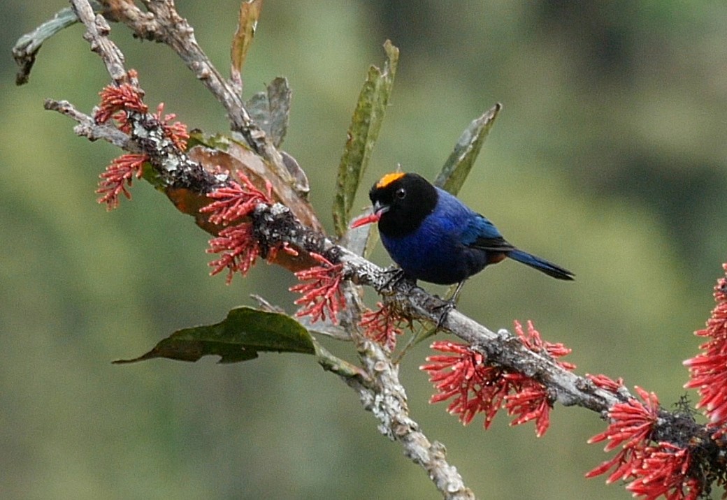 Golden-crowned Tanager - Josep del Hoyo