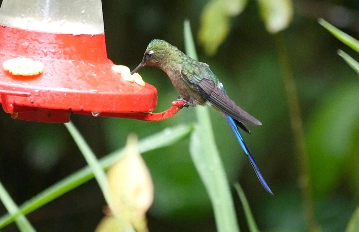 Violet-tailed Sylph - ML205050131