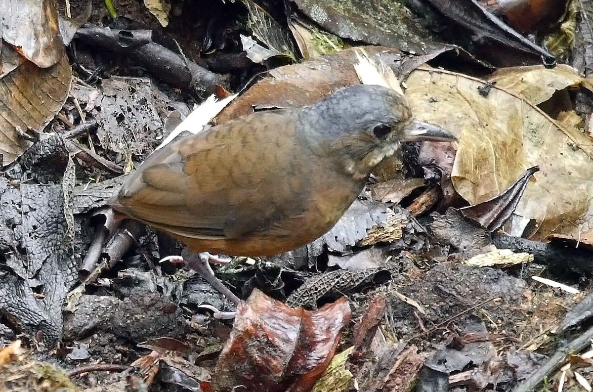 Moustached Antpitta - ML205050181