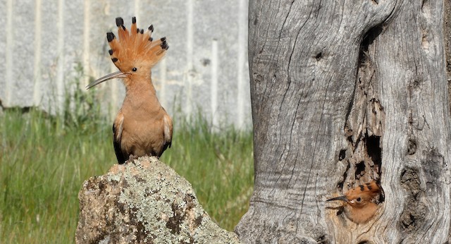 Adult (left) and Juvenile (right; subspecies <em class="SciName notranslate">epops</em>). - Eurasian Hoopoe (Eurasian) - 