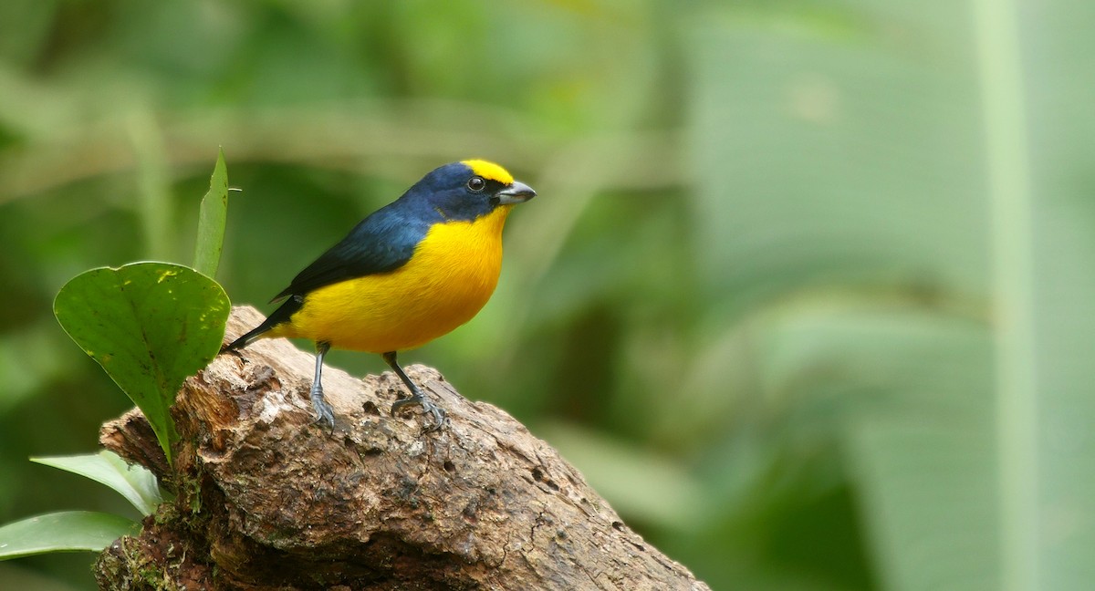 Thick-billed Euphonia (Black-tailed) - ML205050701