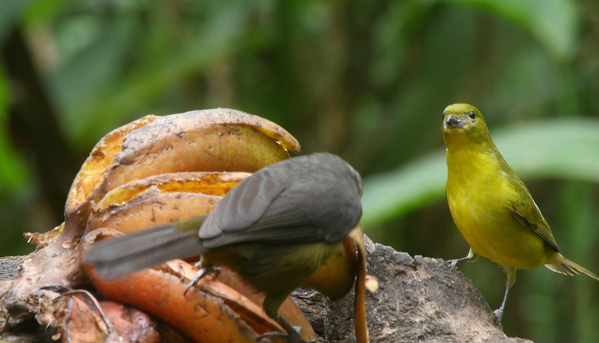 Thick-billed Euphonia (Black-tailed) - ML205050711