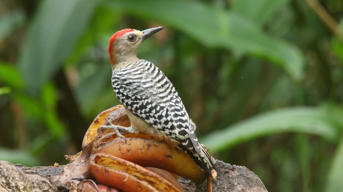 Red-crowned Woodpecker - ML205050721