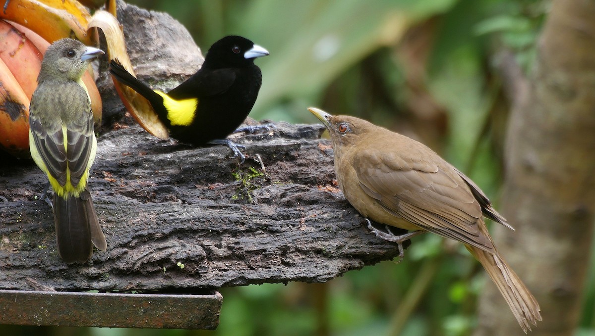 Flame-rumped Tanager (Lemon-rumped) - ML205050881