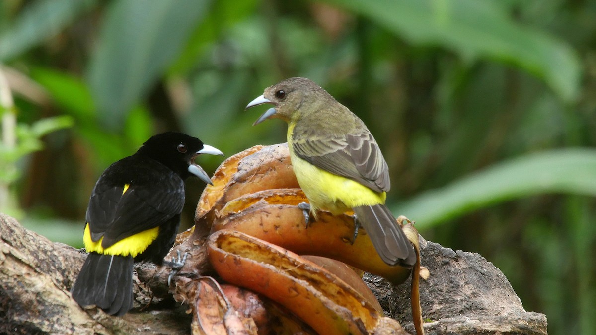 Flame-rumped Tanager (Lemon-rumped) - ML205050891