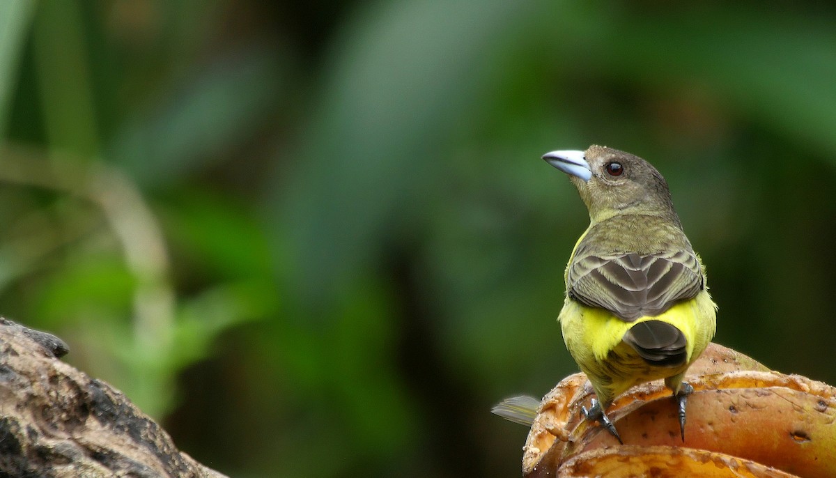 Flame-rumped Tanager (Lemon-rumped) - ML205050901