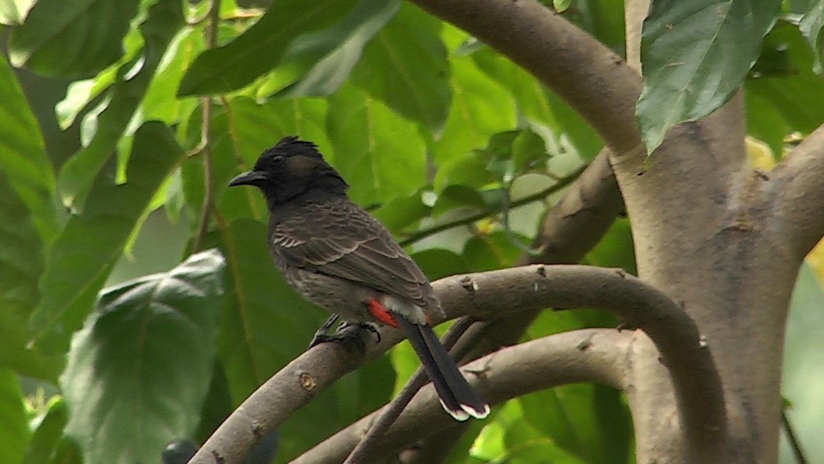 Red-vented Bulbul - ML205051161