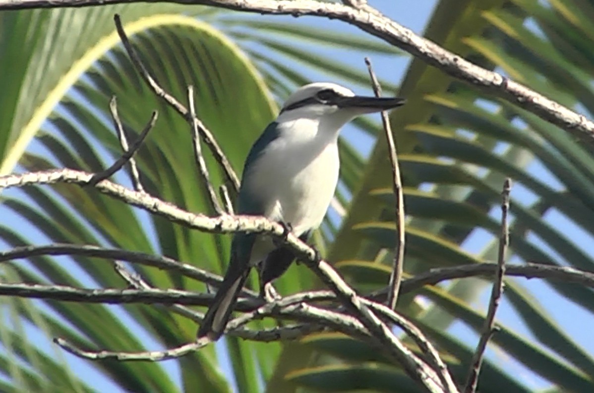 Marquesas Kingfisher - ML205051361
