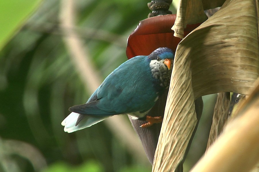 コンセイインコ Ebird
