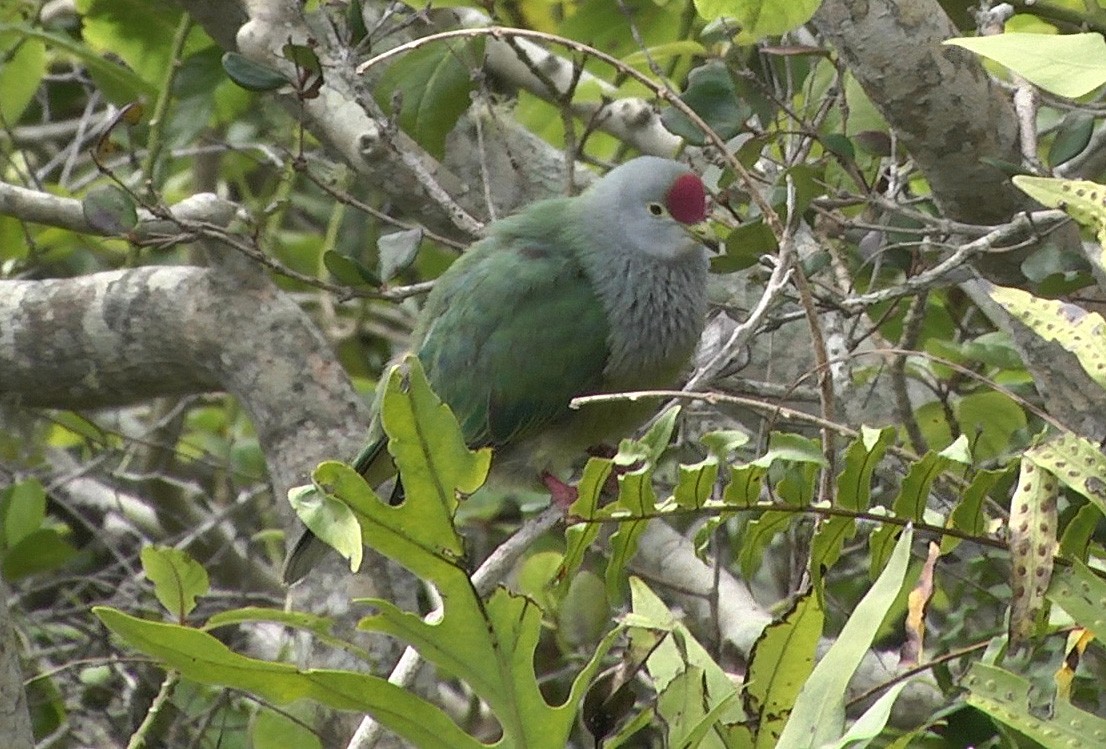 Henderson Island Fruit-Dove - ML205051471