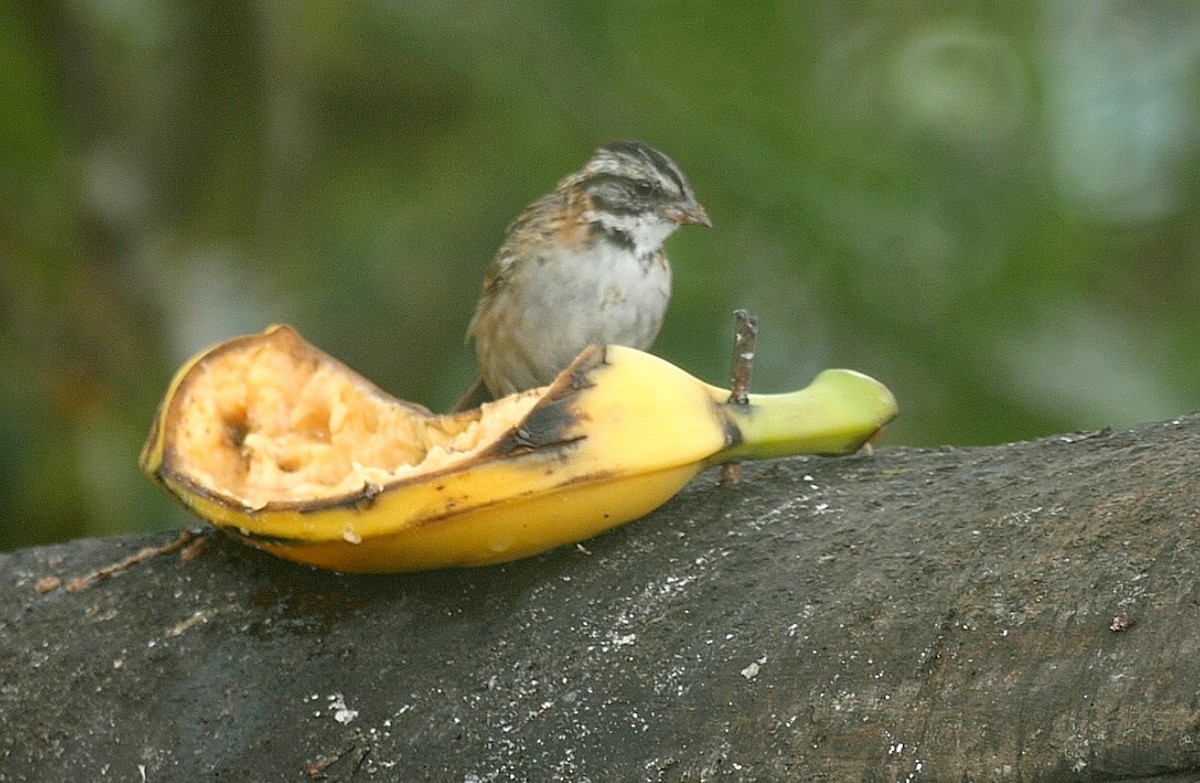 Rufous-collared Sparrow (Rufous-collared) - ML205051551