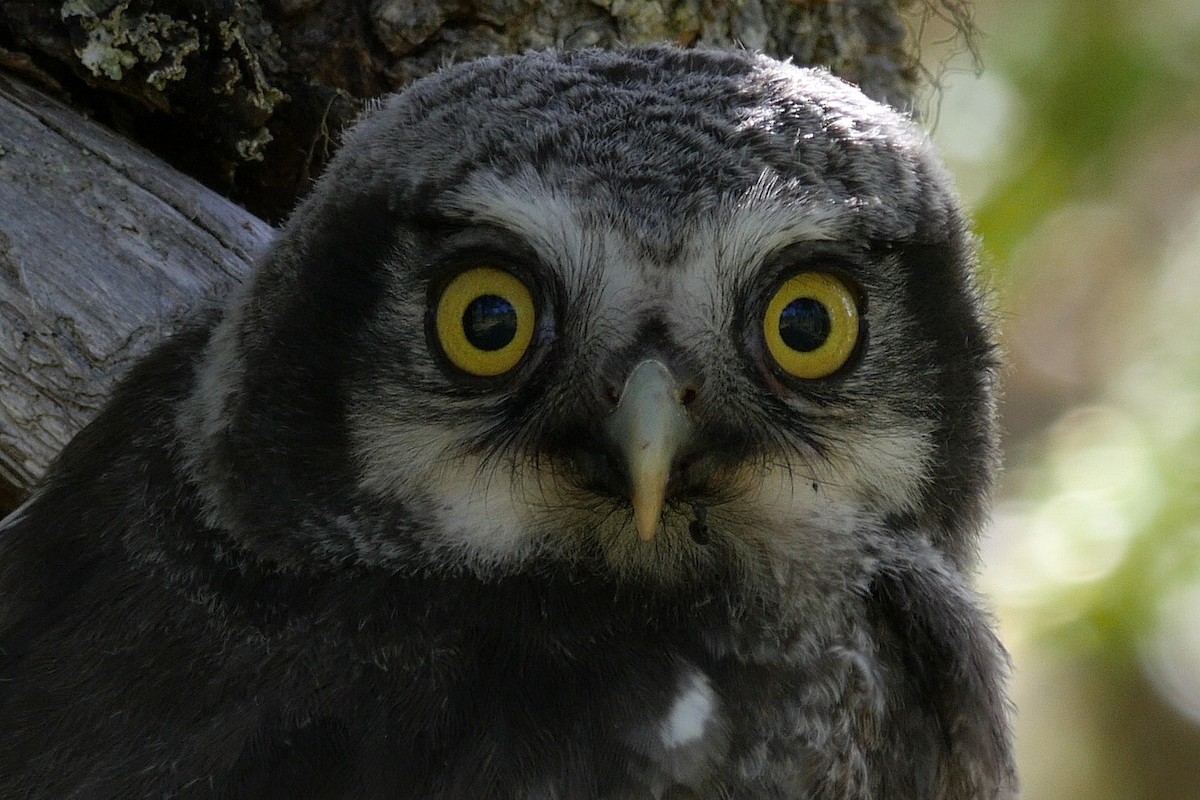 Northern Hawk Owl (Eurasian) - ML205051561