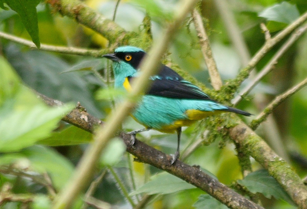 Black-faced Dacnis (Yellow-tufted) - ML205051641