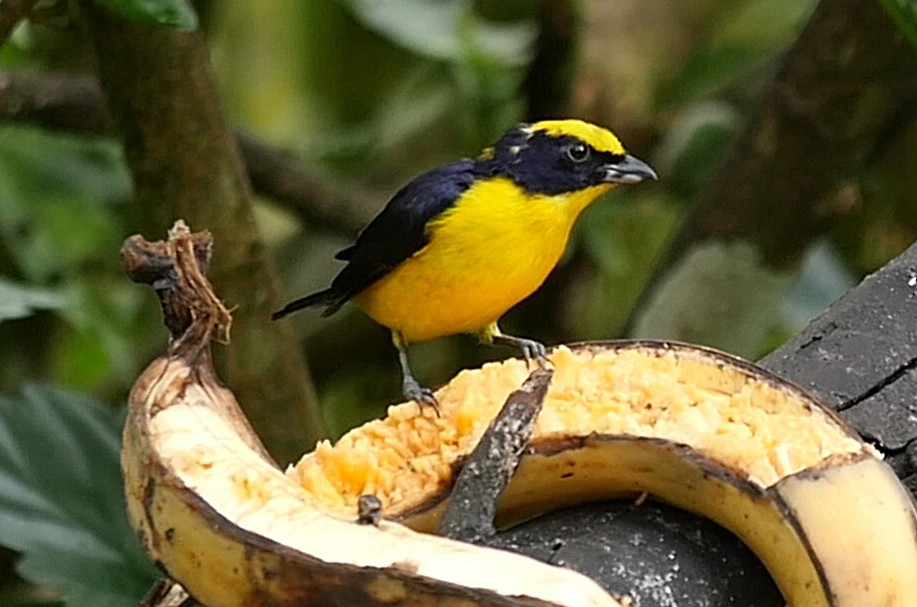 Thick-billed Euphonia (Thick-billed) - ML205051681