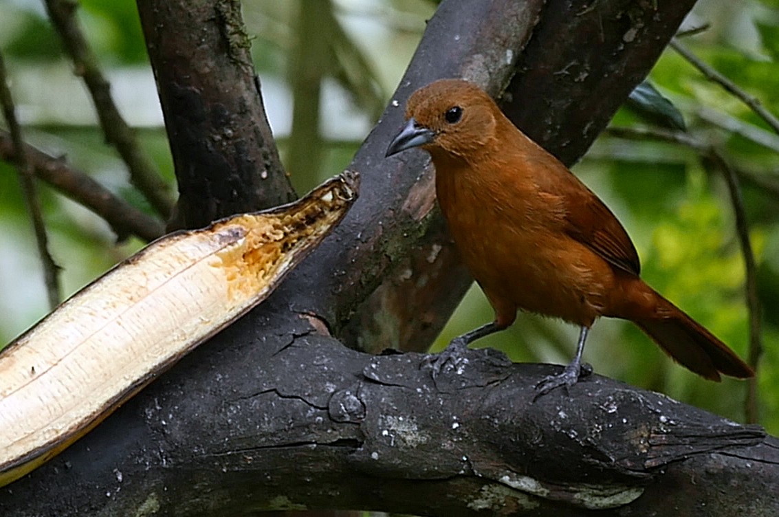 White-lined Tanager - ML205051781